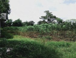 Puluhan Hektar Lahan Balai Benih Jadi Kebun Singkong