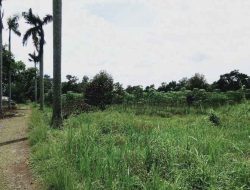 Balai Benih Induk Jadi Kebun Singkong  Begini Kata Kadis DKPTH Lampung